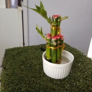 Bambo's Plant