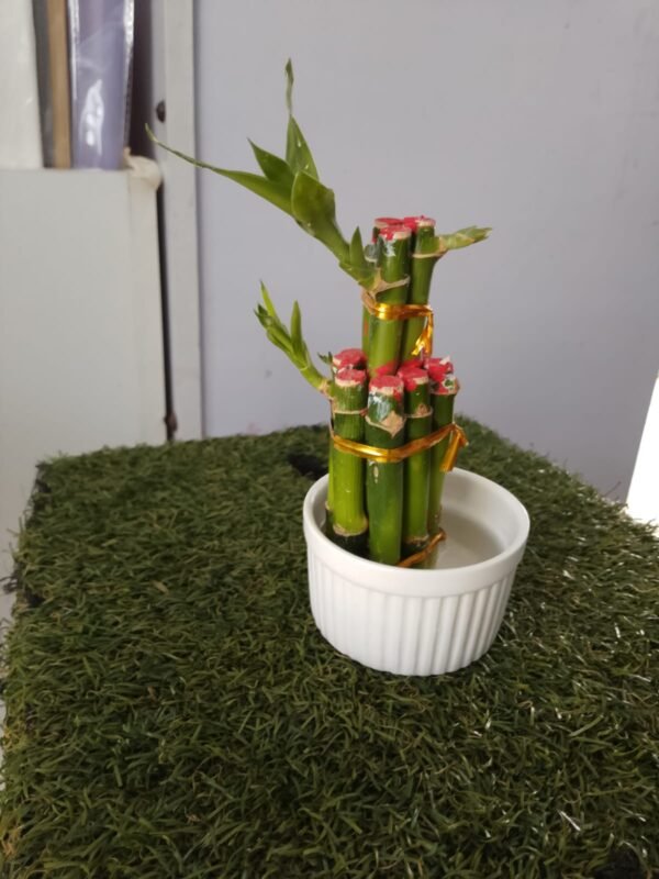 Bambo's Plant
